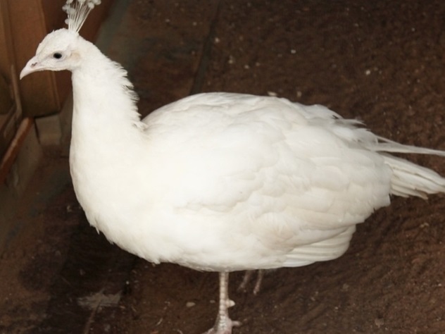 Китаец бурно отметил День Холостяка и стал обладателем павлина. И не только