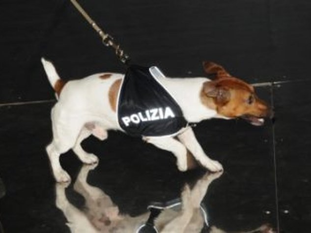 Мафия назначила награду за полицейскую ищейку