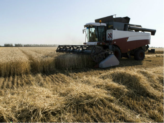 Из российских регионов в текущем году украли рекордное количество зерна
