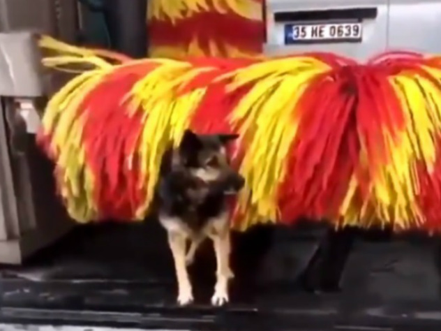 собака купается на автомойке