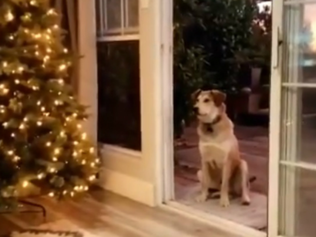 собака ждет, когда перед ней откроют невидимую дверь