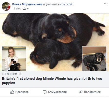 Щенки, который роились у таксы Минни Винни просто прелесть, но уникальность их не только в том, что это прекрасные маленькие комочки, а еще и первые малыши, которые появились от клонированной мамы. 