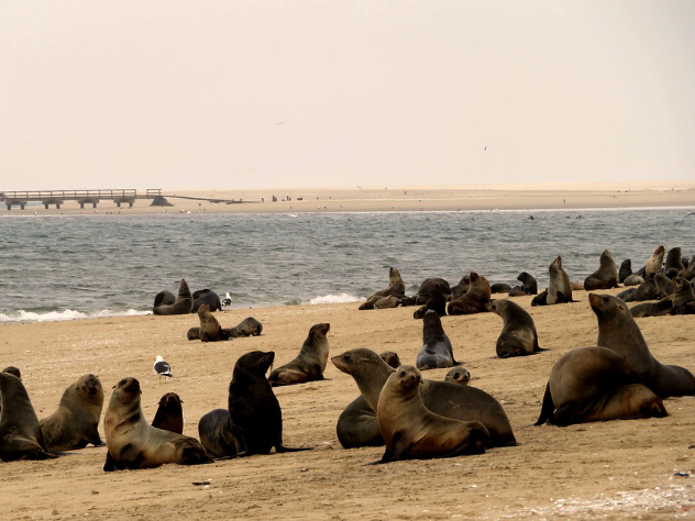 В Шотландии рыбака атаковали полсотни агрессивных тюленей