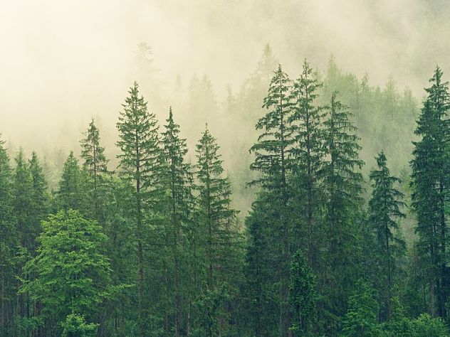 В России могут запретить экспорт в Китай