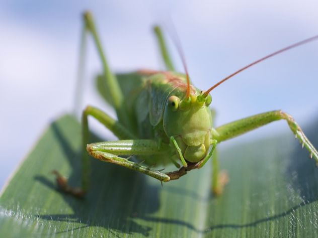 В супермаркетах Великобритании будут продавать жареных кузнечиков