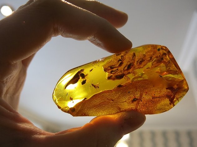 Жук в янтаре может изменит представления о континентах