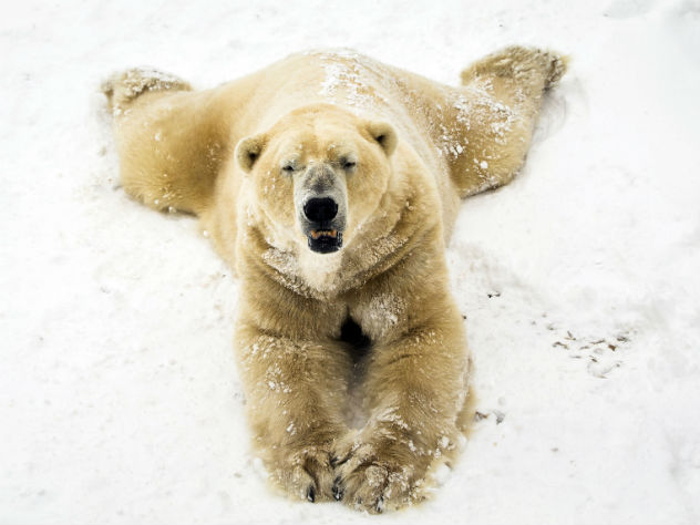 Белый медведь