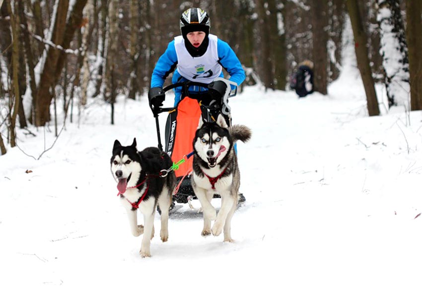На хаски от Кузьминок до Аляски