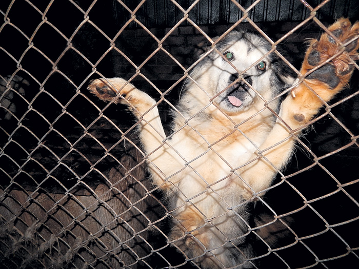 Модные ныне хаски разлетаются как горячие пирожки