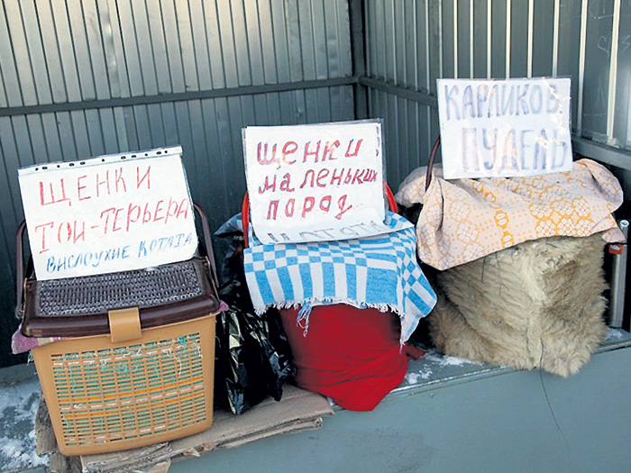 На «Птичке» надо держать ухо востро, чтобы не нарваться на откровенных мошенников