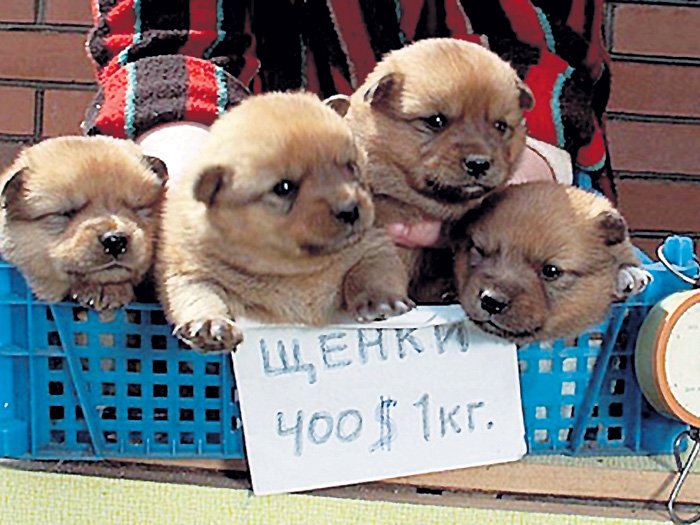 На «Птичке» надо держать ухо востро, чтобы не нарваться на откровенных мошенников