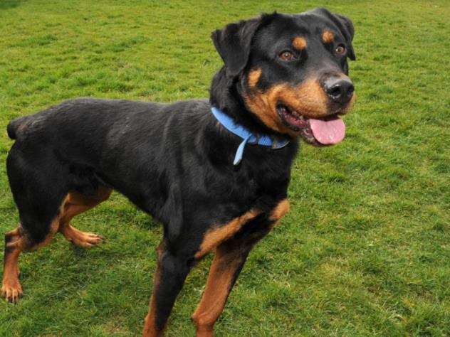 Приют для собак