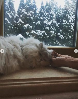 кот Волочковой