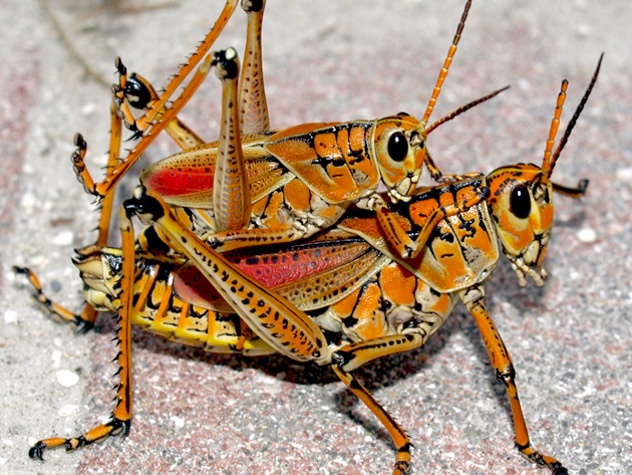 Насекомые-бузотеры