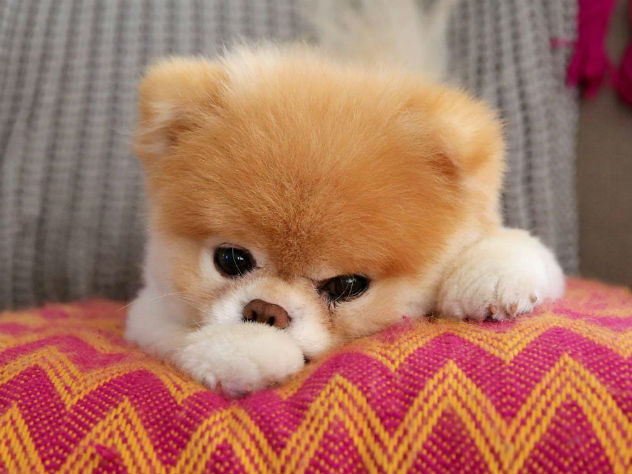 У померанца Бу было 17 миллионов подписчиков