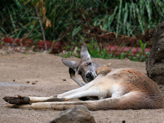 Австралия страдает от аномальной жары