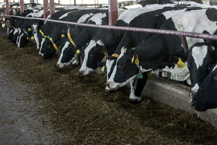 Буренки-голштинки будут жить в коровнике XXI века