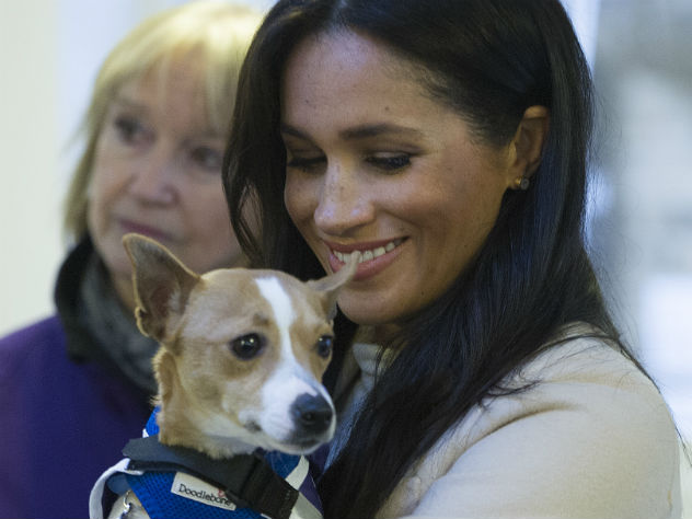 Меган Маркл пристроила щенка в семью
