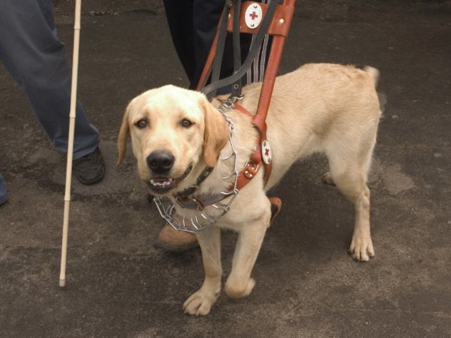 Собака-поводырь