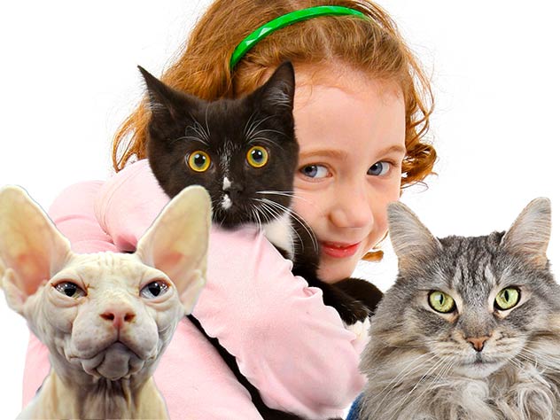 девочка с кошками, домашние животные, как выбрать