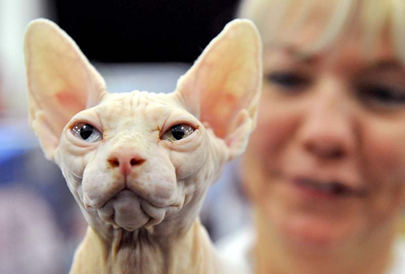 Кошка сфинкс