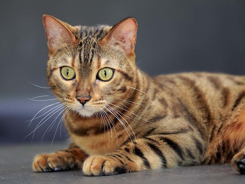 Бенгальская кошка