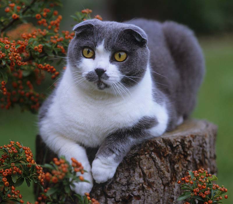 Британская короткошерстная кошка