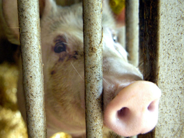 Свинья укусила девушку