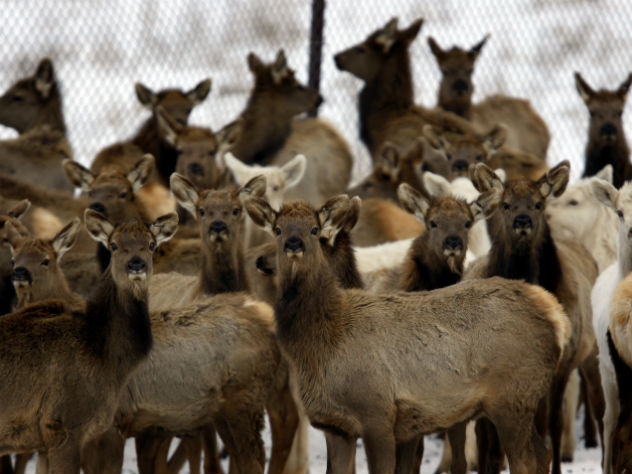Больные смертельным вирусом олени могут заражать людей
