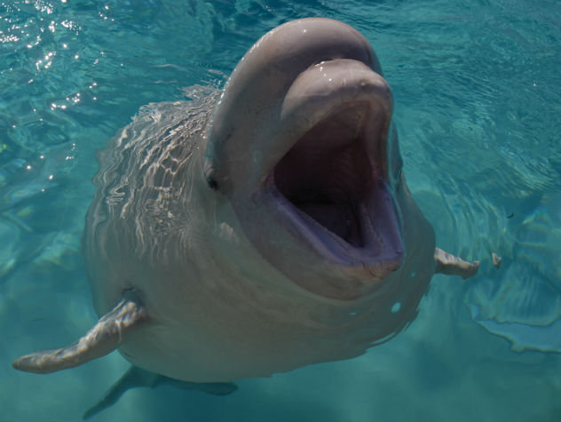 Сын Кусто приедет в «китовую тюрьму»