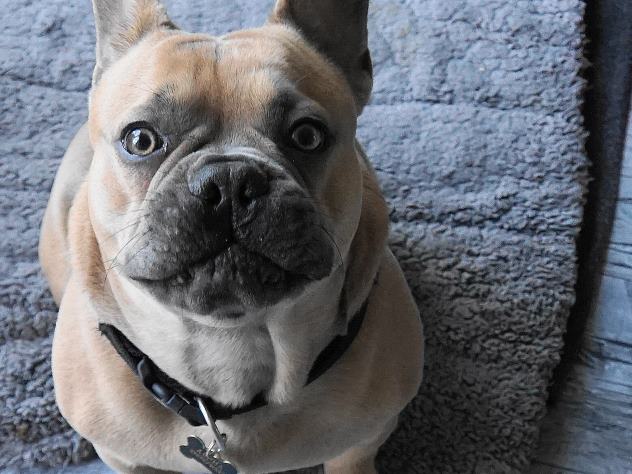 Французский бульдог