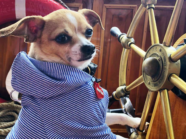 Собаку спасли от усыпления