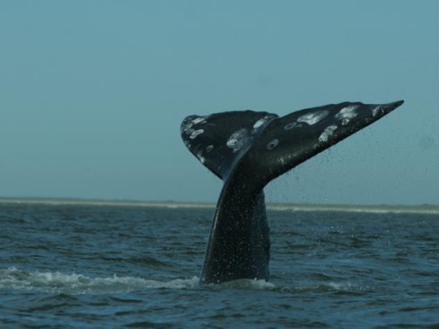 Китовая тюрьма