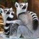 Лемуры