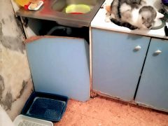 На замусоленной кухне Элеоноры Васильевны хозяйничают кошки. Фото автора