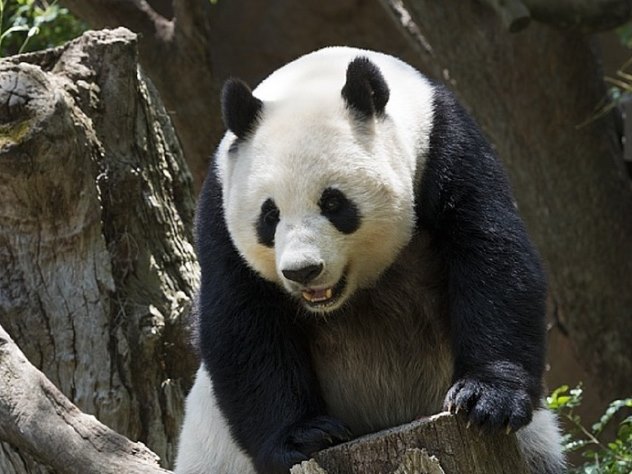 Панда