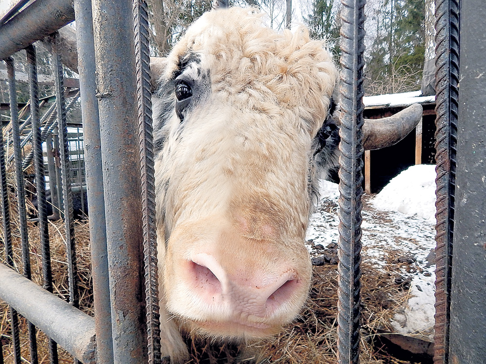 Яка Кирюшу в Андрейково привезли из Ярославского зоопарка