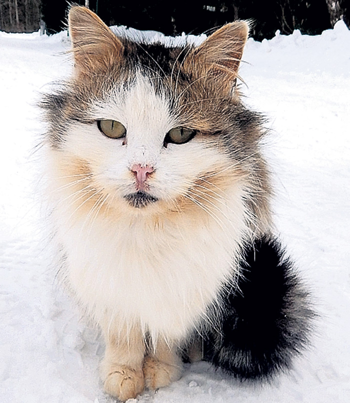 Киса Маркиза - одна из «смотрительниц» обширного хозяйства