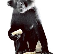 Рядом с мангобеем стоять опасно — может вырвать клок волос. Когда-то он обитал в детском садике