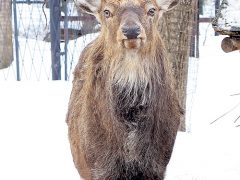 Северный олень в стадии весенней смены рогов
