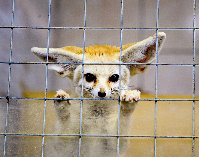 Ручная африканская лисичка фенек ждет ласки