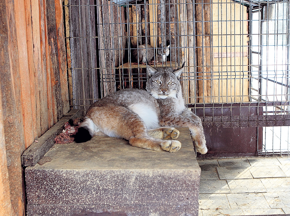 Рысь Барсик - местный «доктор»: «лечит» захворавших курочек. «Никто не жалуется», - смеются сотрудники питомника