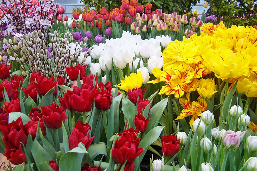 Выставка «Репетиция весны»