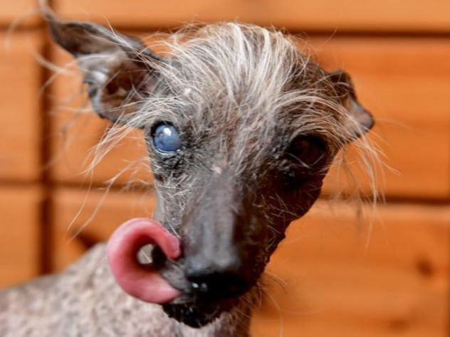 самая уродливая собака Британии, фото