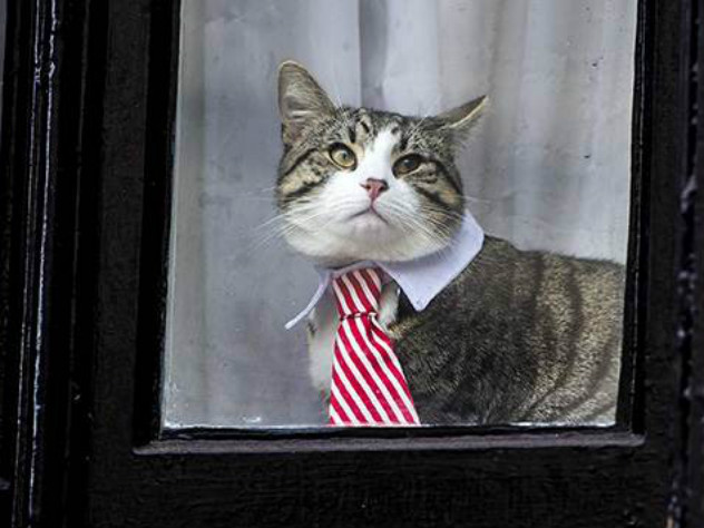 судьба кота Ассанжа