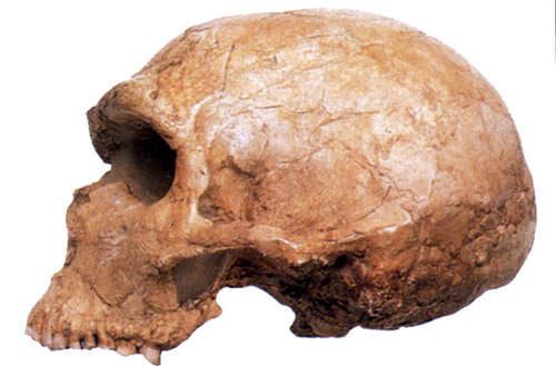 Череп неандертальца был найден в Германии в 1856 г.