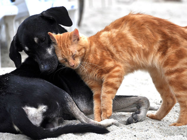 В Воронеже ищут дом для 104 питомцев