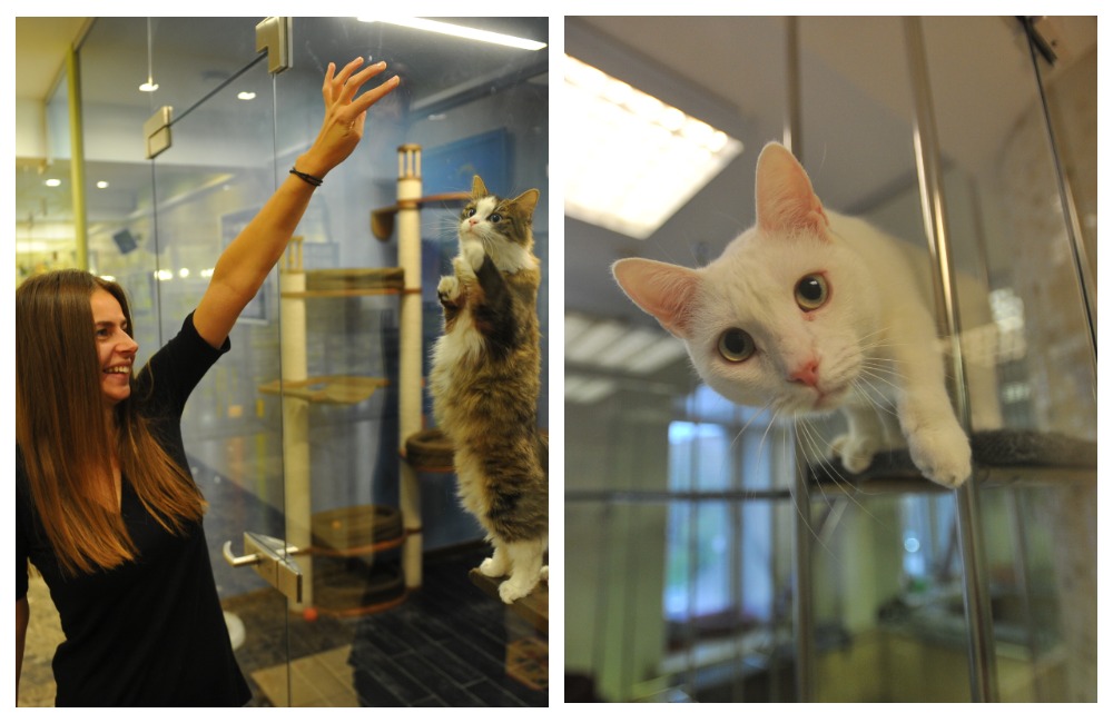 Театр кошек Куклачева