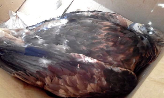 Одна из птиц задохнулась во время перевозки в тесной коробке, не имея возможности даже повернуть голову и нормально дышать