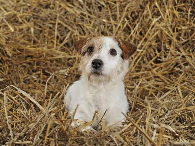 Собака породы джек-рассел-терьер